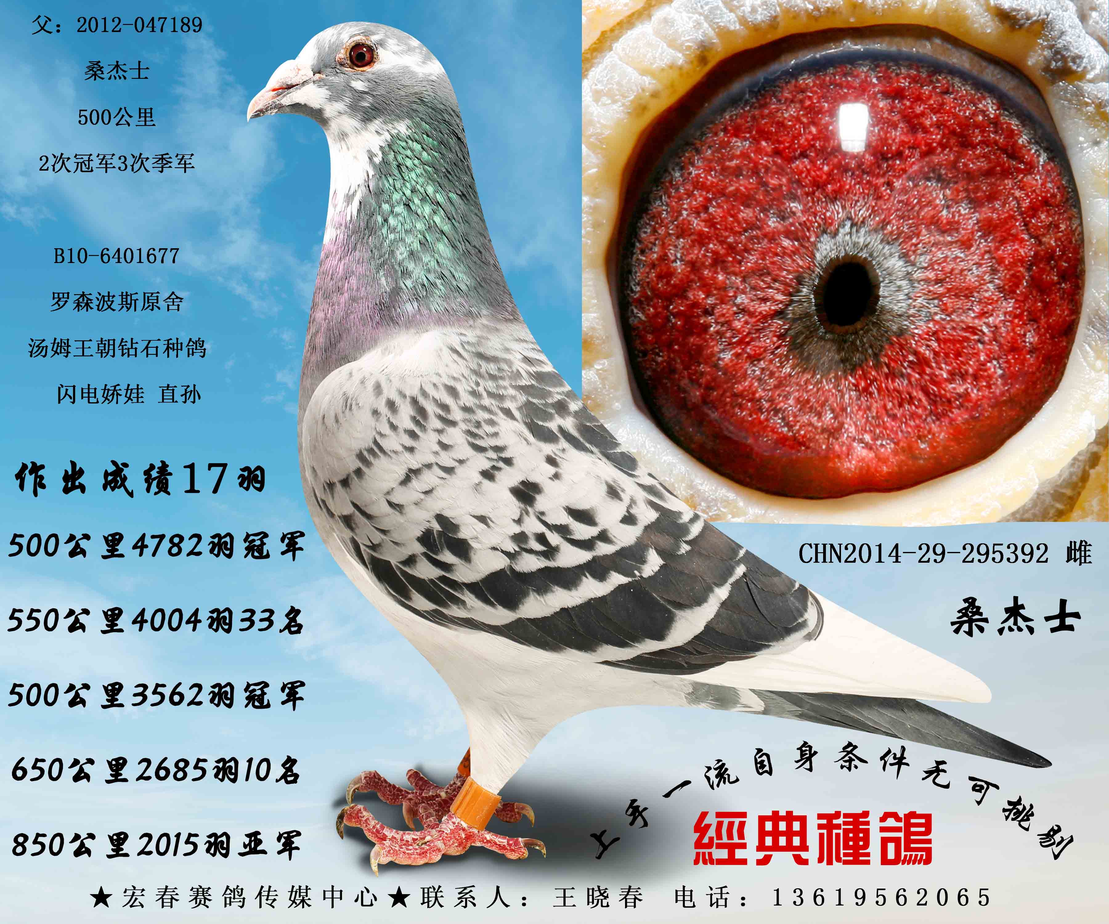com爱鸽商城_中信网