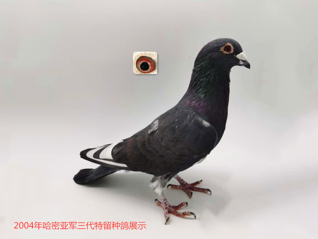 2004年哈密亚军三代种鸽展示
