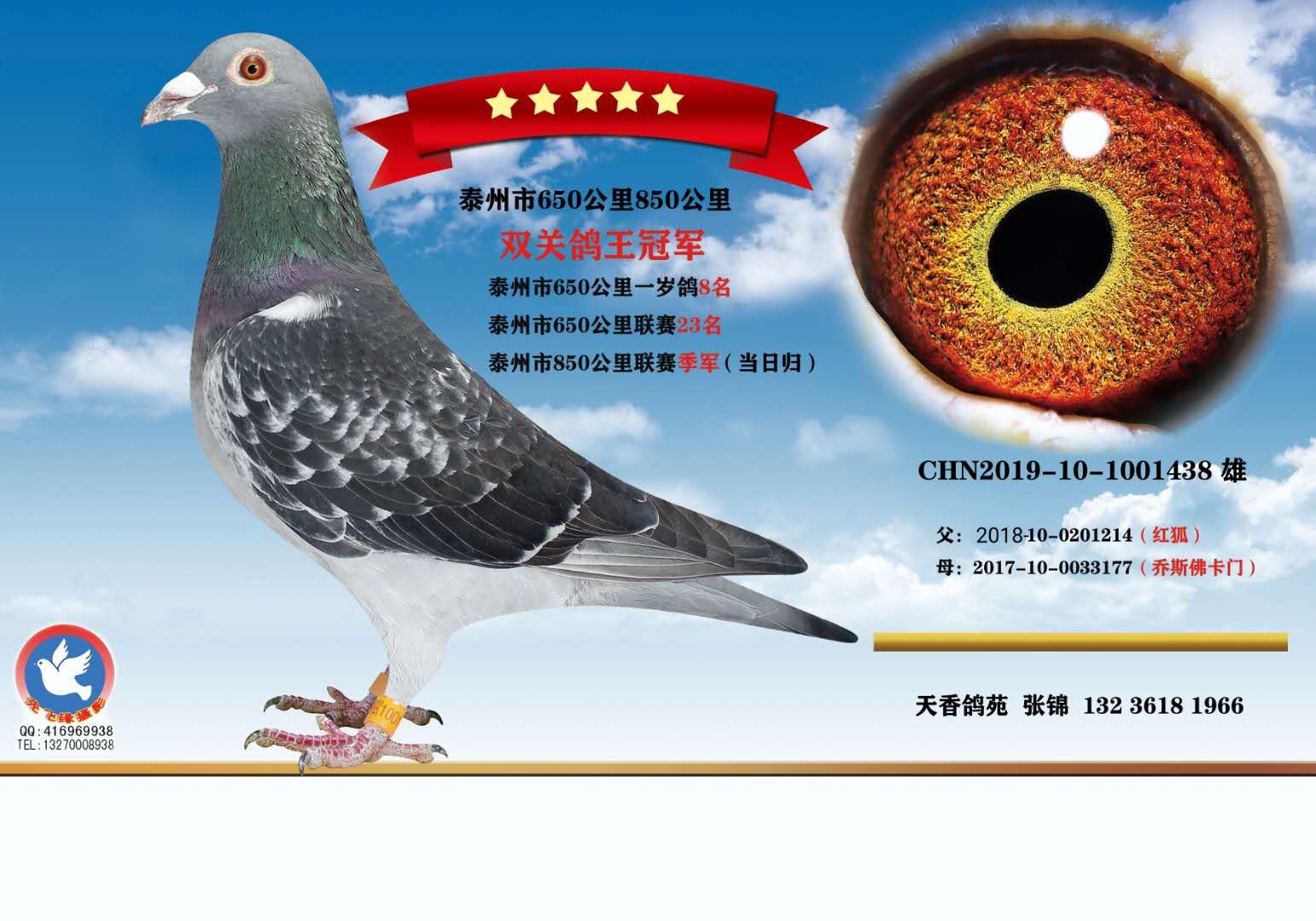 江苏省冠军赛鸽图片图片