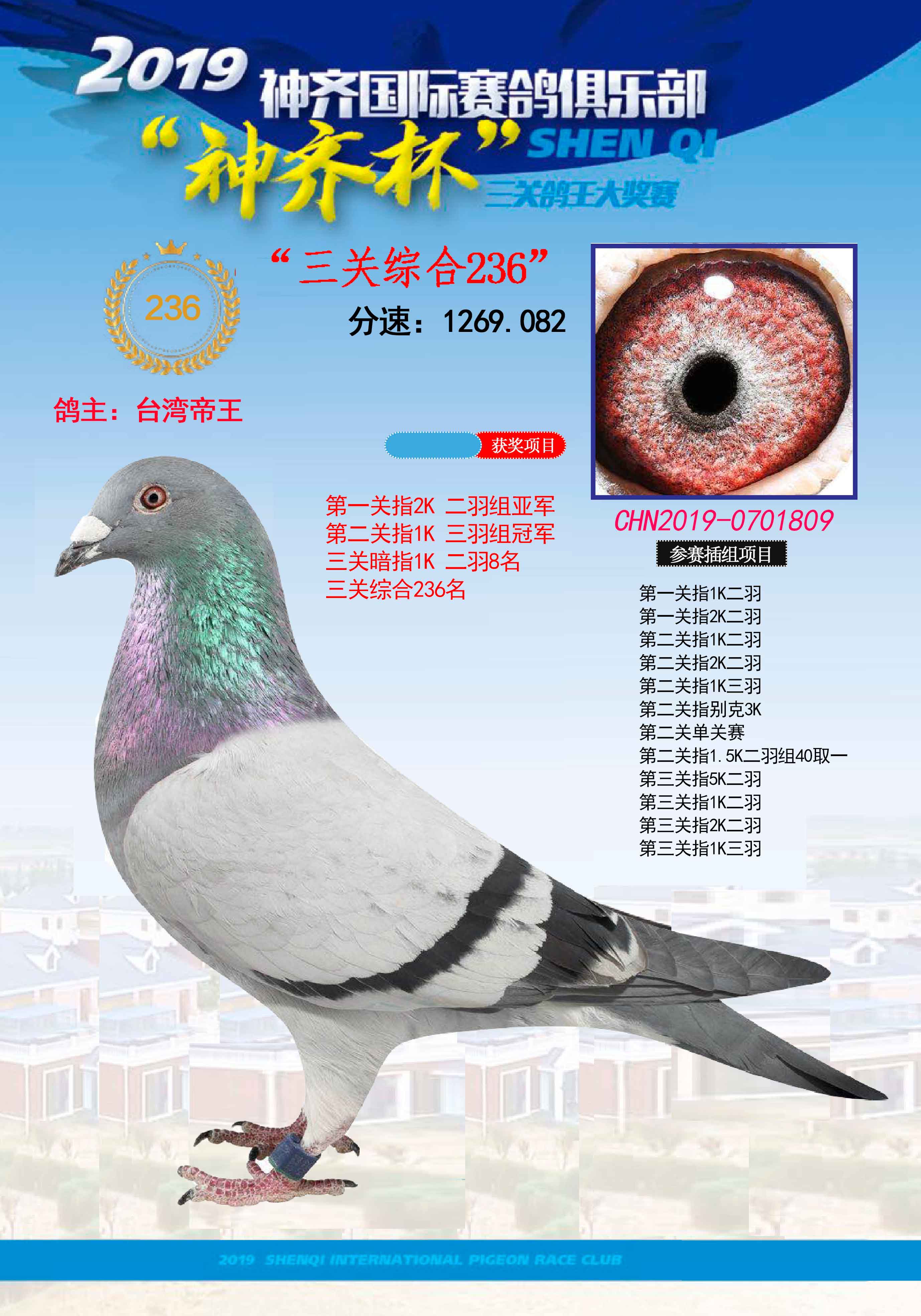 19年神齐俱乐部获奖鸽