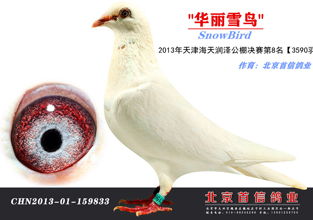 北京铁翅白观赏鸽图片