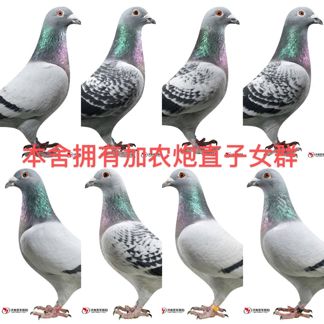 丹尼凡戴克大本营_王者鸽业_ag188.com爱鸽商城_中国信鸽信息网
