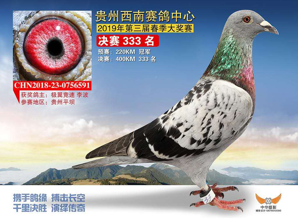 贵州西南赛鸽中心图片