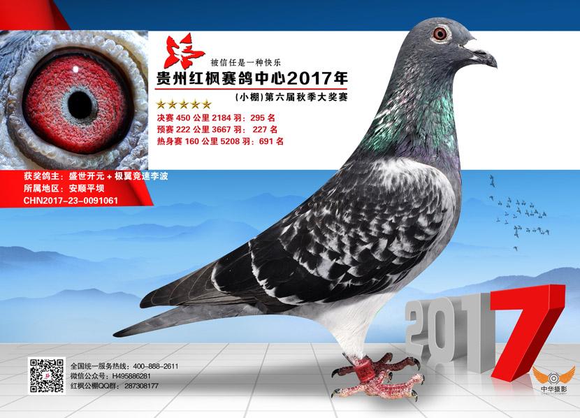 贵州红枫赛鸽中心小棚决赛295名