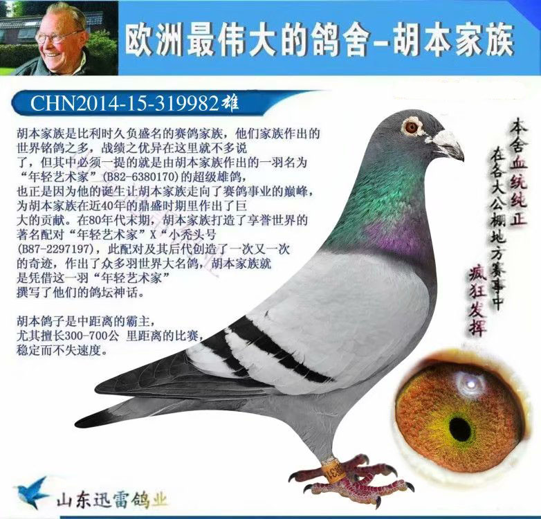 胡本982_山东迅雷鸽业_ ag188.com爱鸽商城_中国信鸽信息网