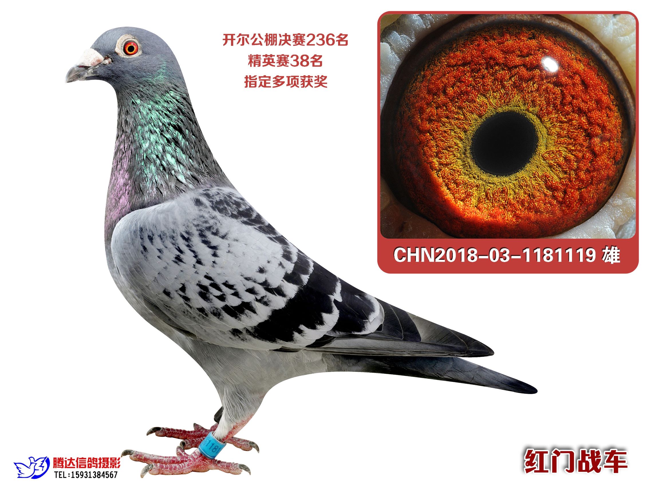 18年开尔决赛236名_红门战车_ ag188.com爱鸽商城_中国信鸽信息网