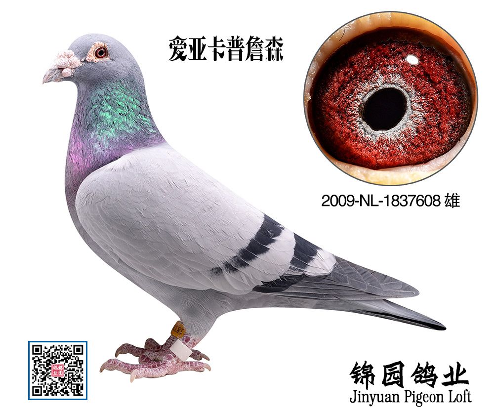 nl2009-1837608爱亚卡普詹森