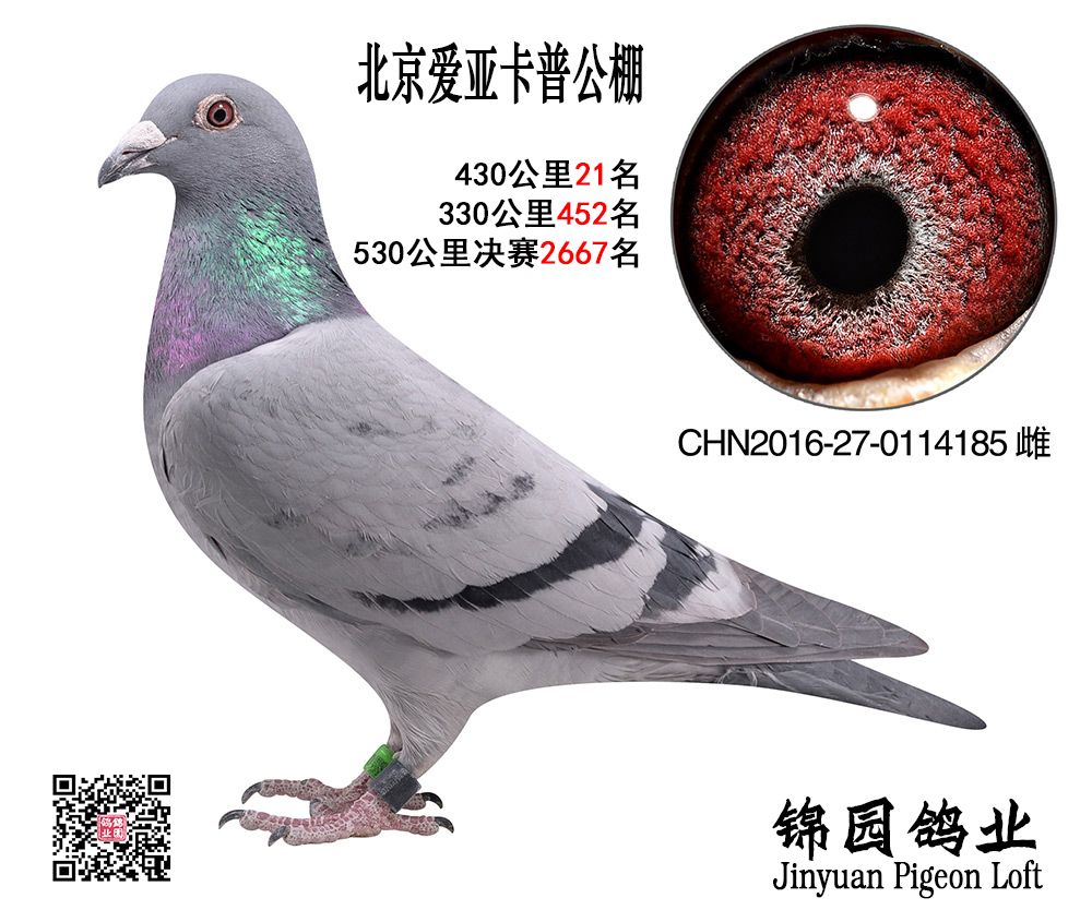 北京玉龙鸽业种鸽展厅图片