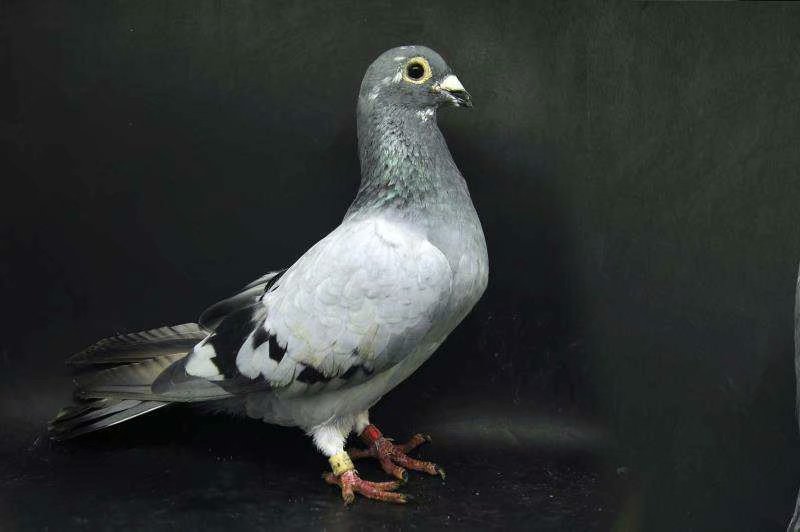 吉林金海瑞远程鸽舍