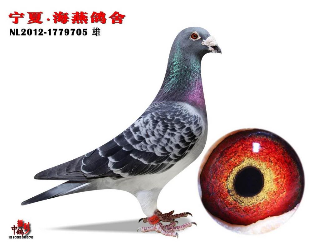 奥尔良冠军侄子_宁夏海燕鸽舍_ ag188.com爱鸽商城_中信网