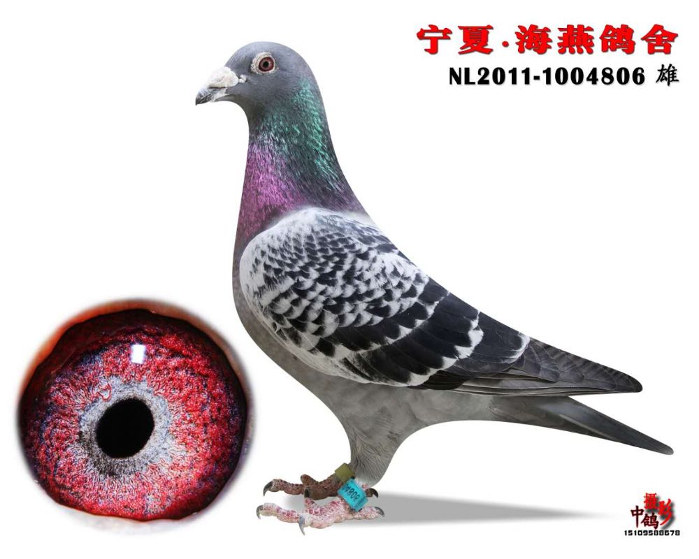 雷米斯冠军_宁夏海燕鸽舍_ag188.com爱鸽商城_中信网