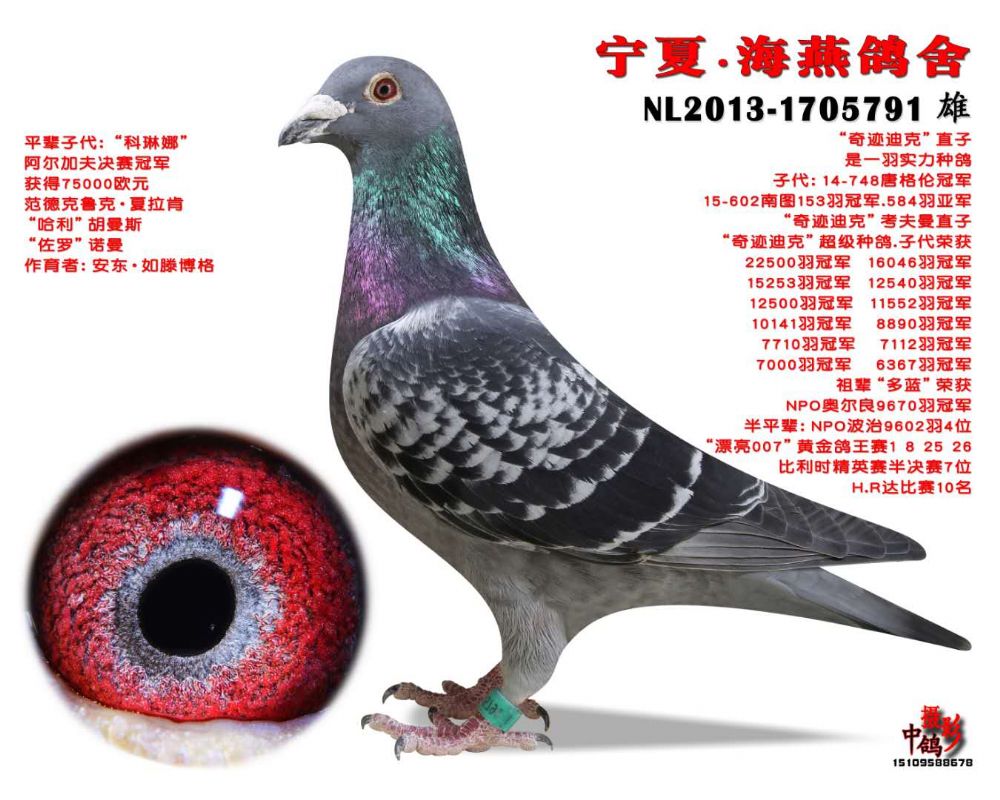 小迪克直孙_宁夏海燕鸽舍_ ag188.com爱鸽商城_中信网