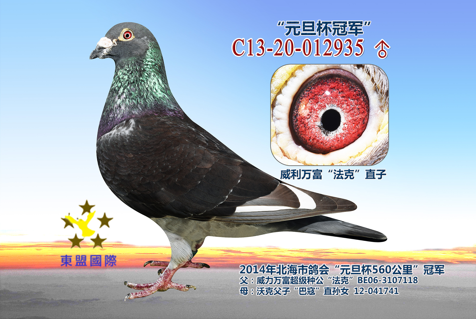 com爱鸽商城_中国信鸽信息网