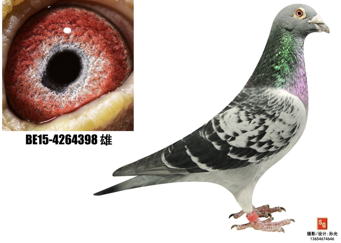 基特尔二世_彦滨鸽舍_ ag188.com爱鸽商城_中国信鸽信息网
