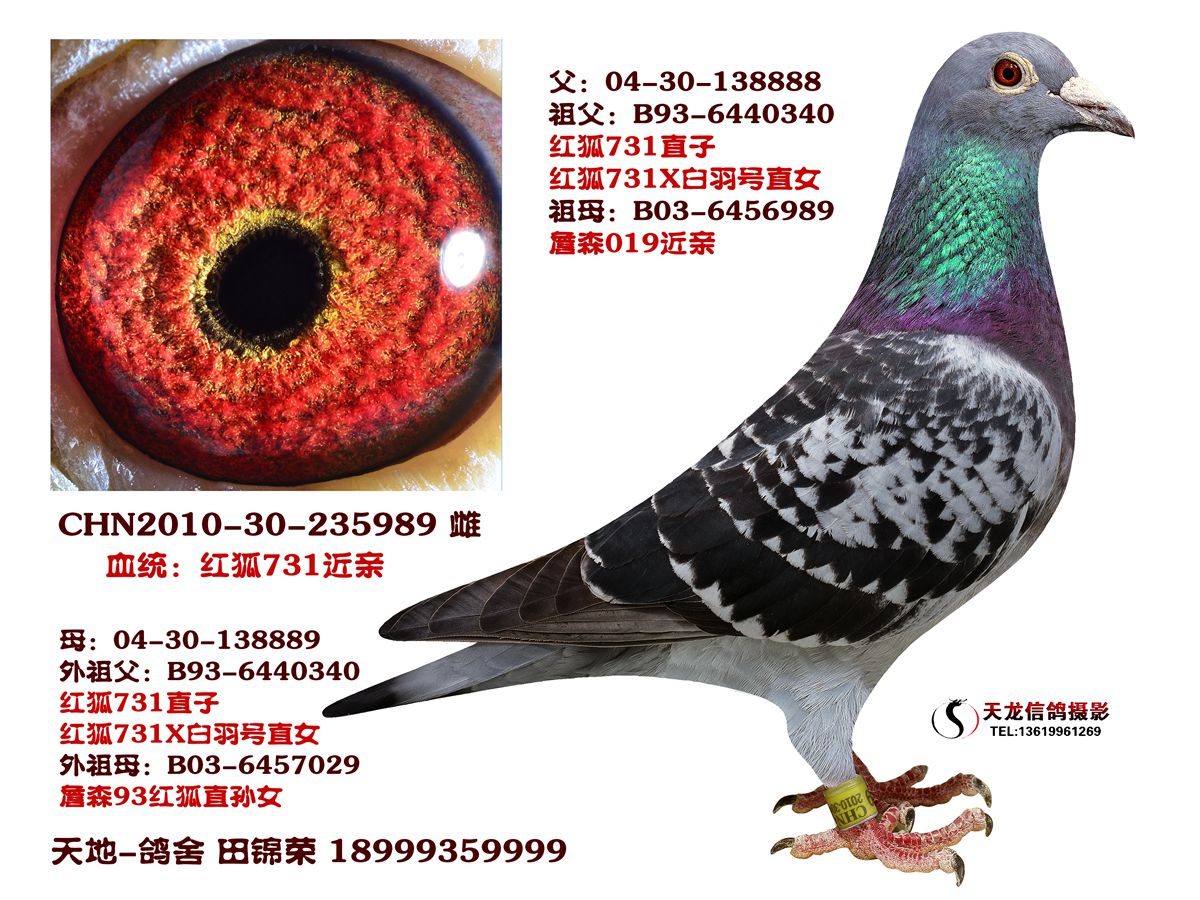 红狐731近亲回血