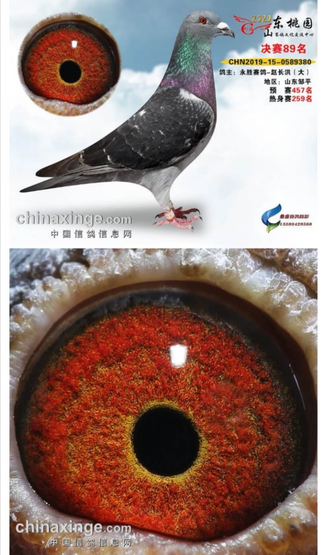 桃园赛鸽公棚_山东永胜联合鸽业_ag188.com爱鸽商城_中国信鸽信息网