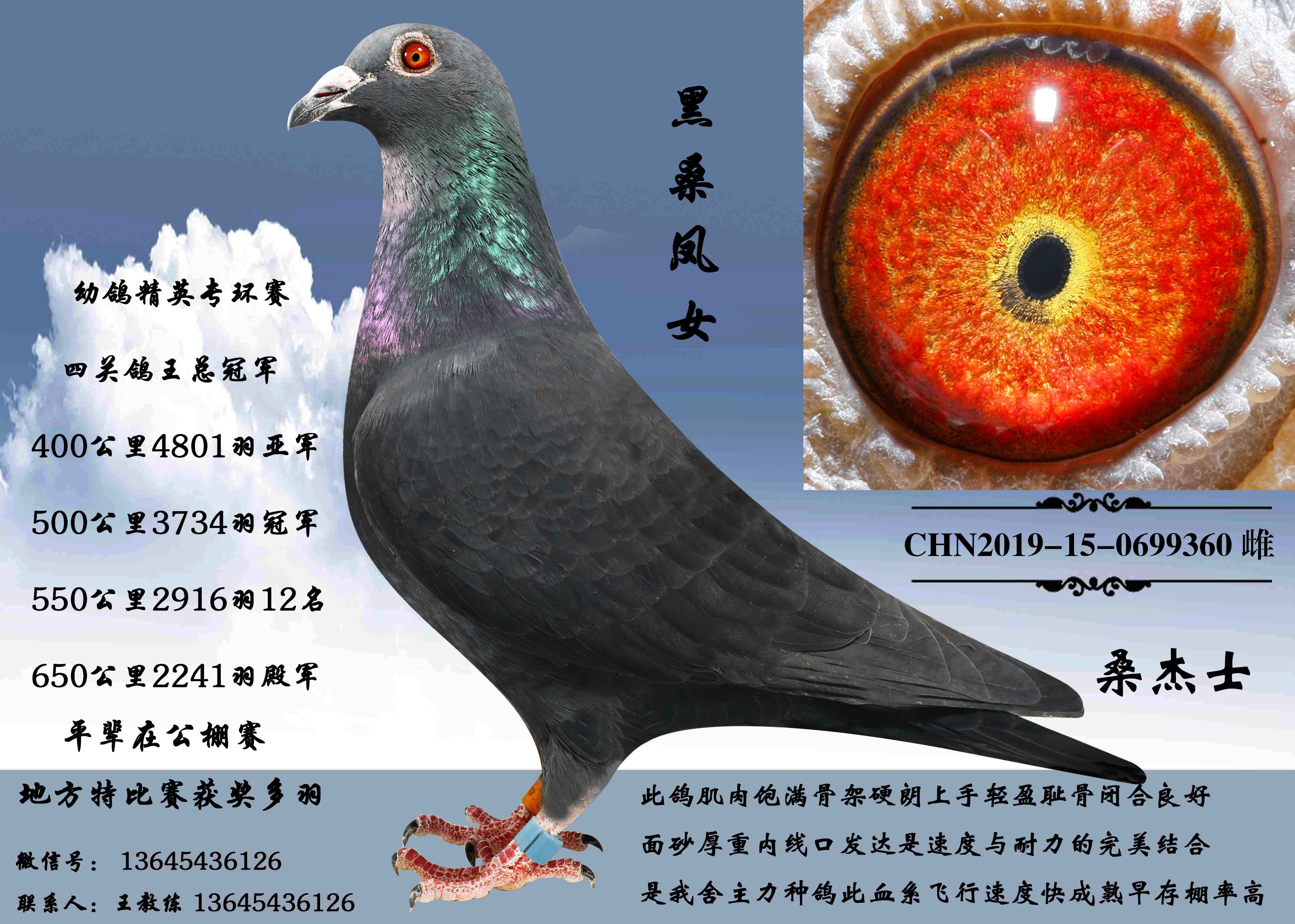 因鸽棚拆迁友情价支援鸽友望有缘鸽友把握