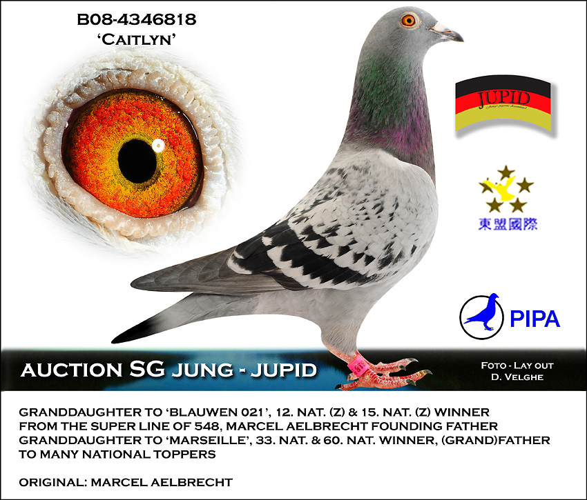 凯特琳100帝卢速霸龙