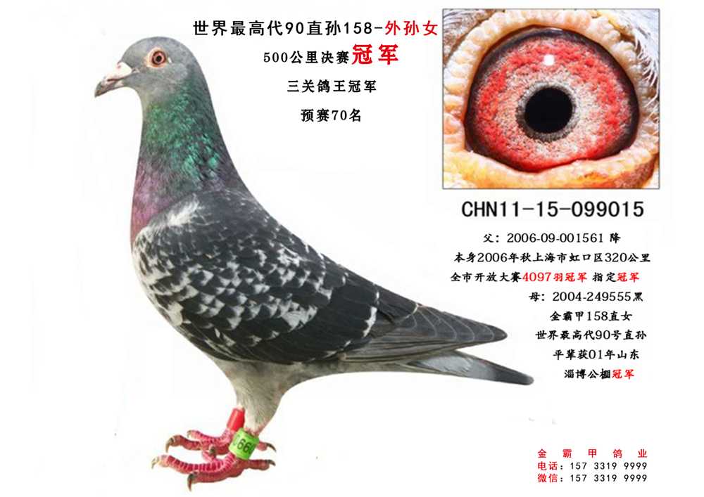 兆佳公棚精英棚鸽王冠军