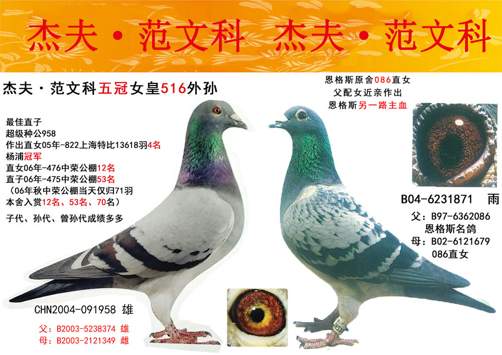杰夫·范文科黄金配对_金霸甲鸽业-中信网爱鸽商城