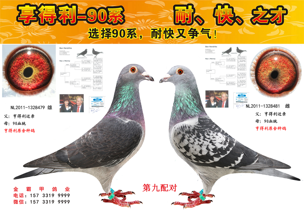 第九配对_金霸甲鸽业_ ag188.com爱鸽商城_中国信鸽信息网