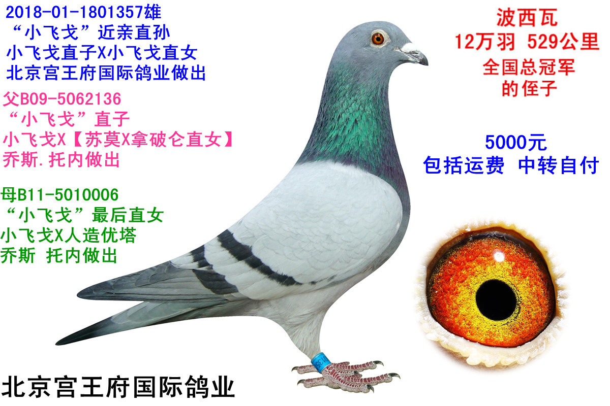 "小飞戈"近亲直孙 同父异母兄妹配对_北京宫王府鸽业_ ag188.