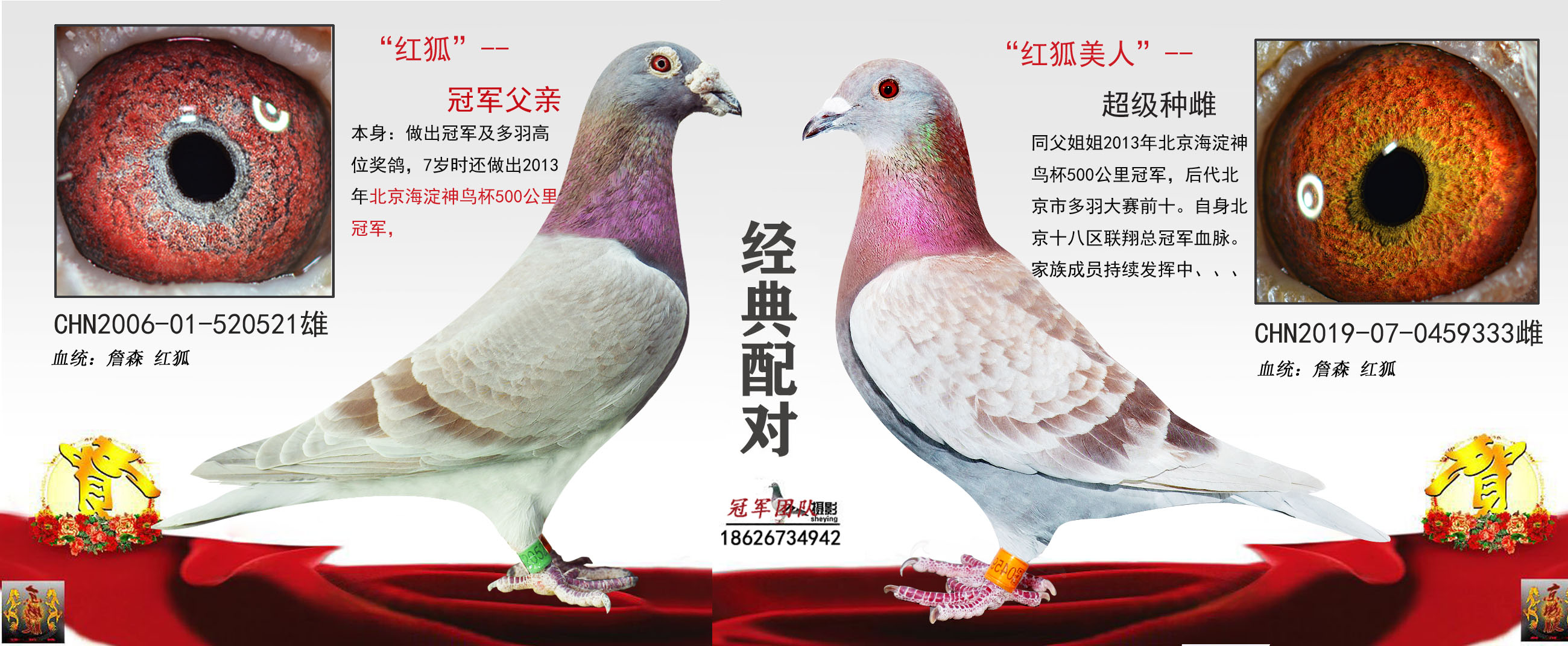 红狐521x红狐333父配女