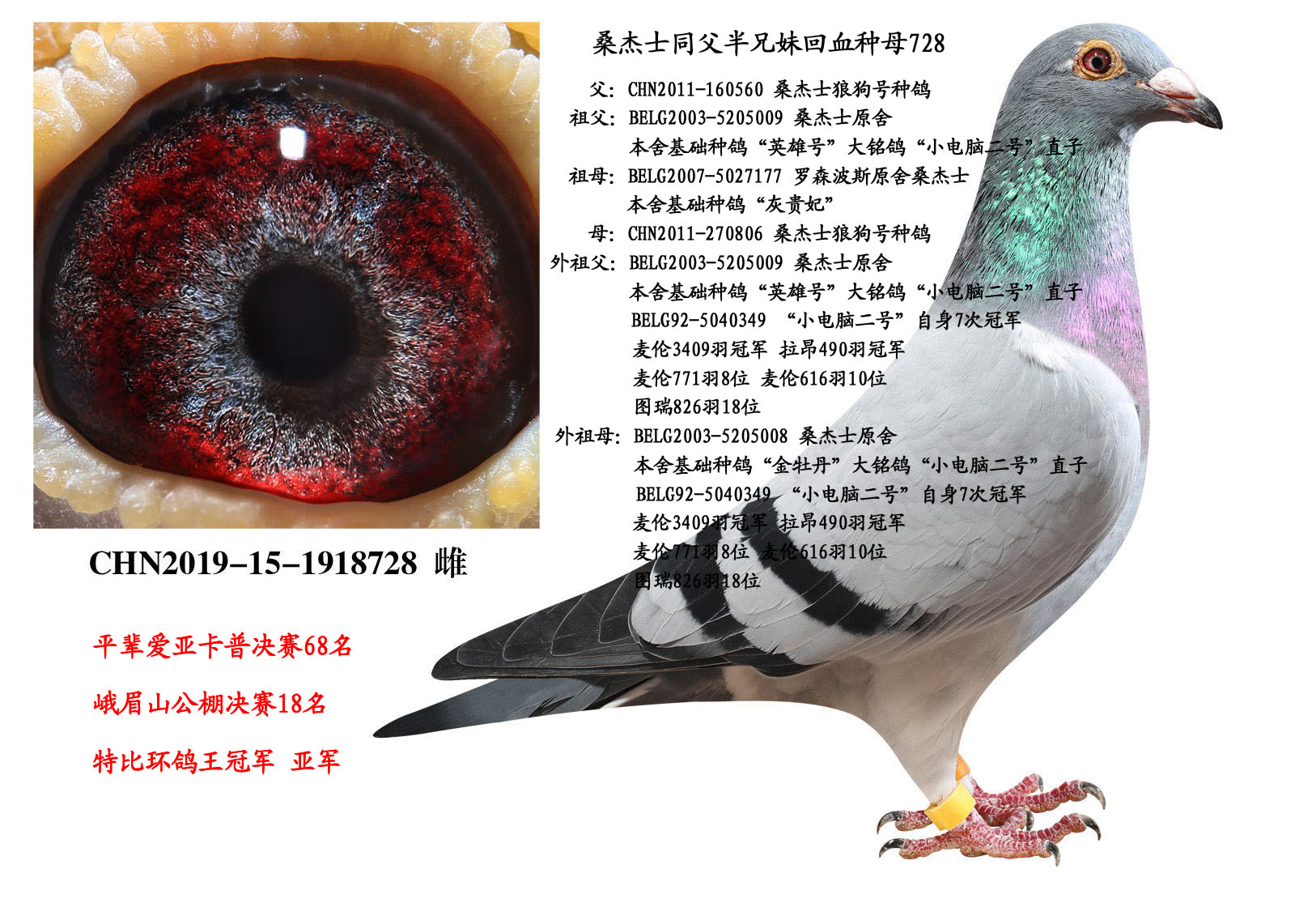 桑杰士基础种母