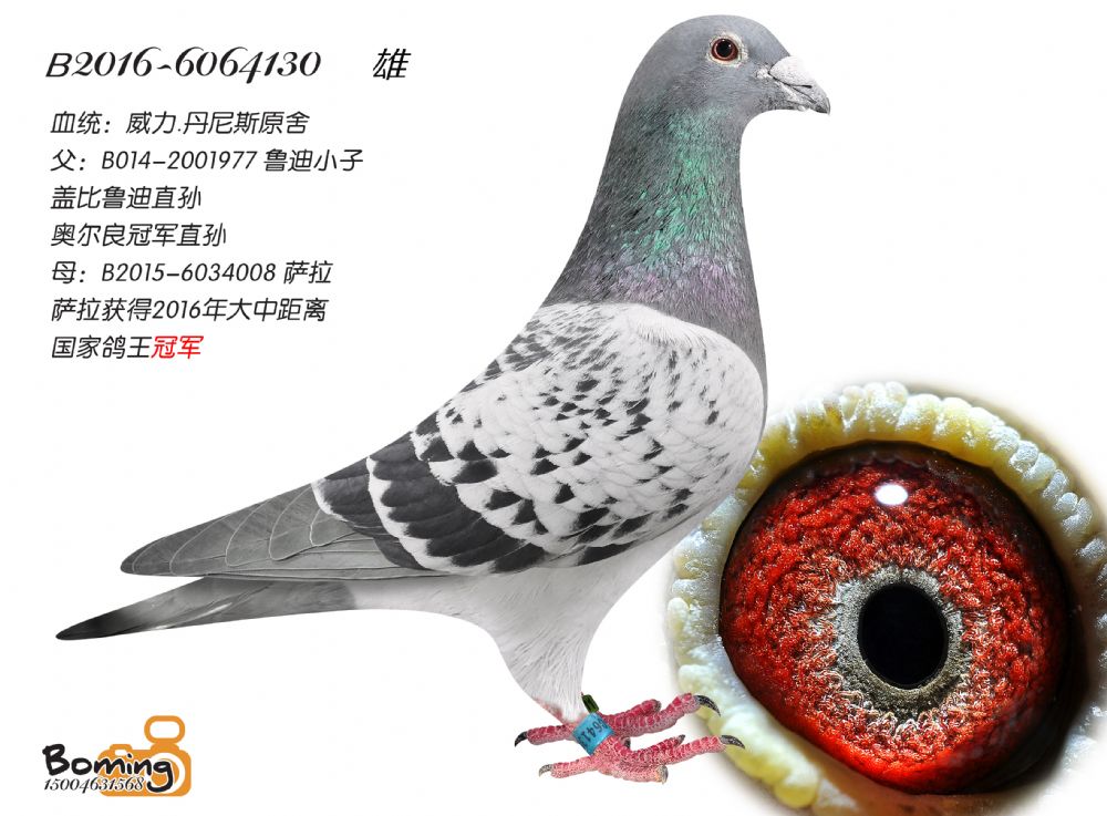 威利丹尼斯原舍,20年子代5关综合5名