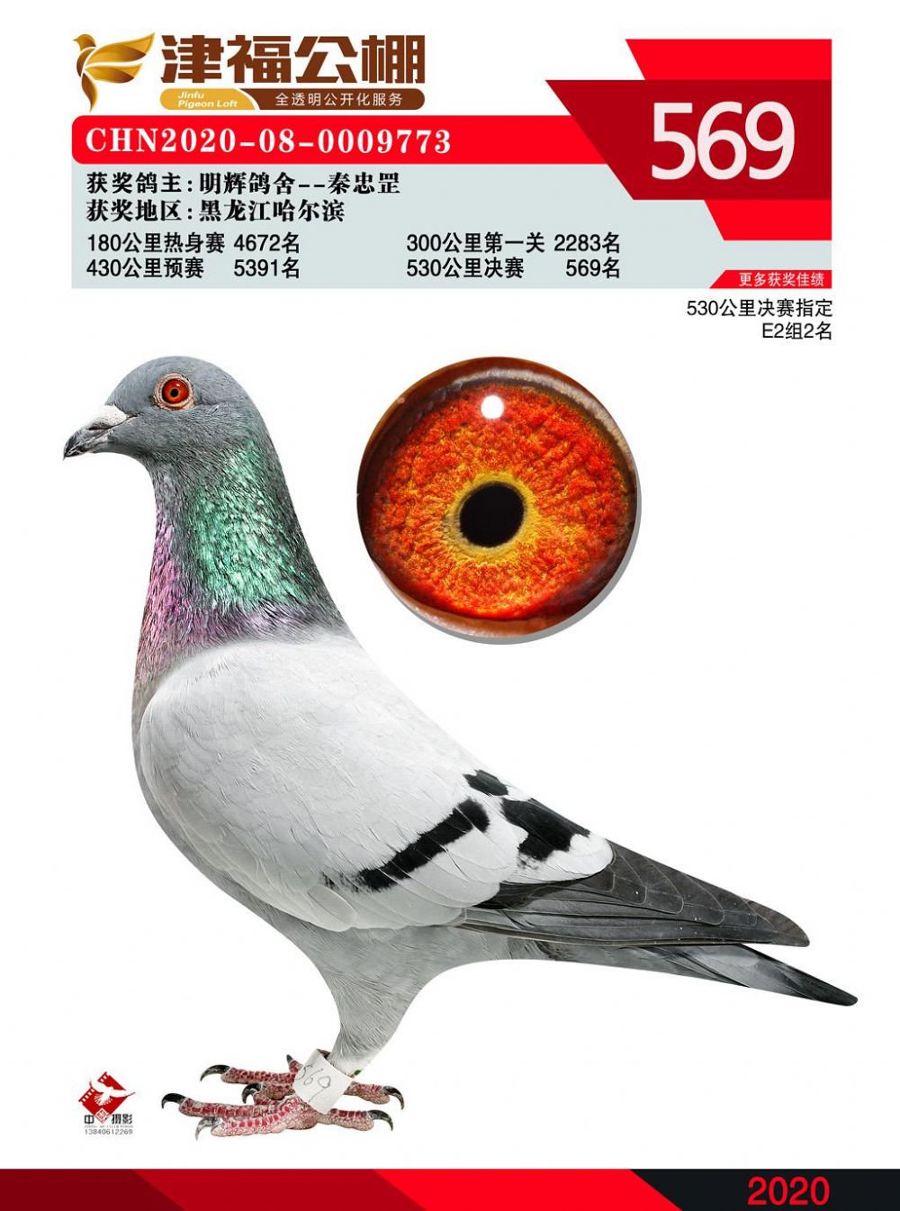 2020年公棚成绩鸽_哈尔滨明辉鸽舍_ag188.com爱鸽商城_中信网
