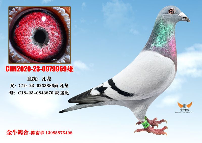 别:雄目 录:已售鸽人 气:1507次血 统:凡龙鸽友通:详细介绍凡龙x盖比