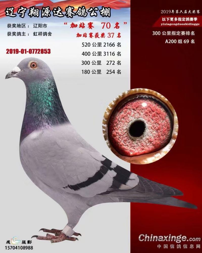 成绩鸽