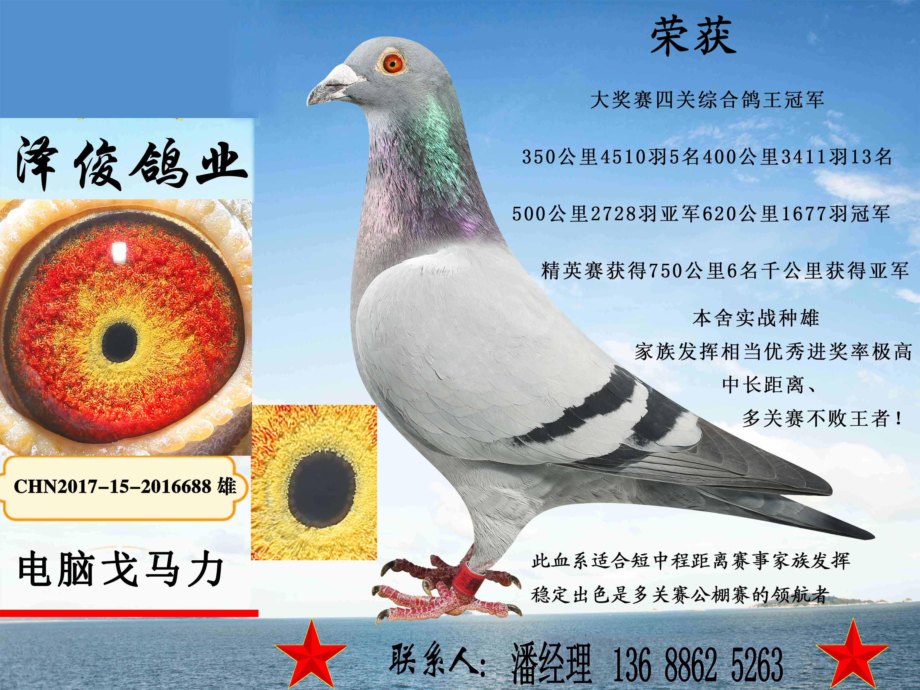 com爱鸽商城_中国信鸽信息网