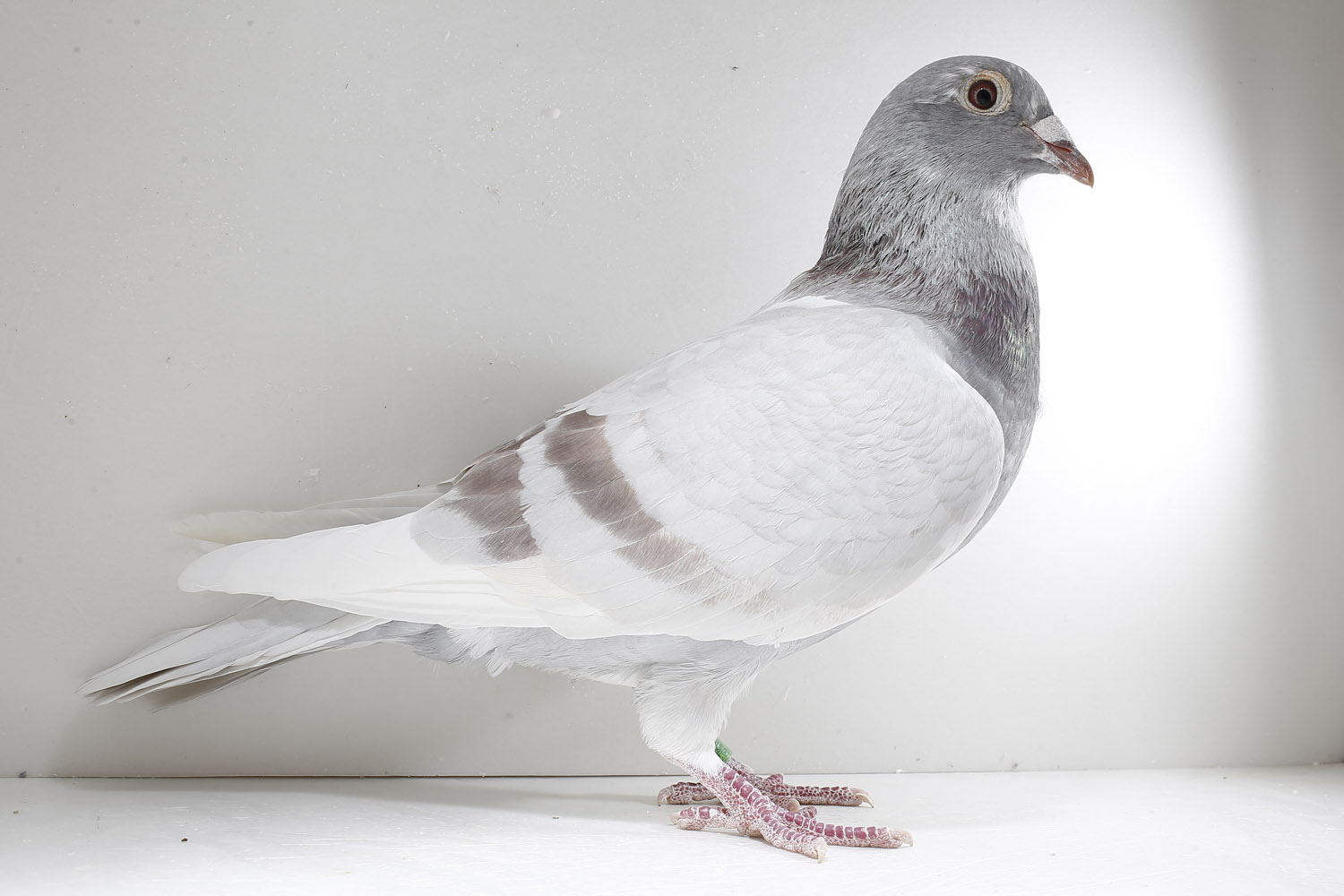 红轮智女_百家讲坛-中信网爱鸽商城