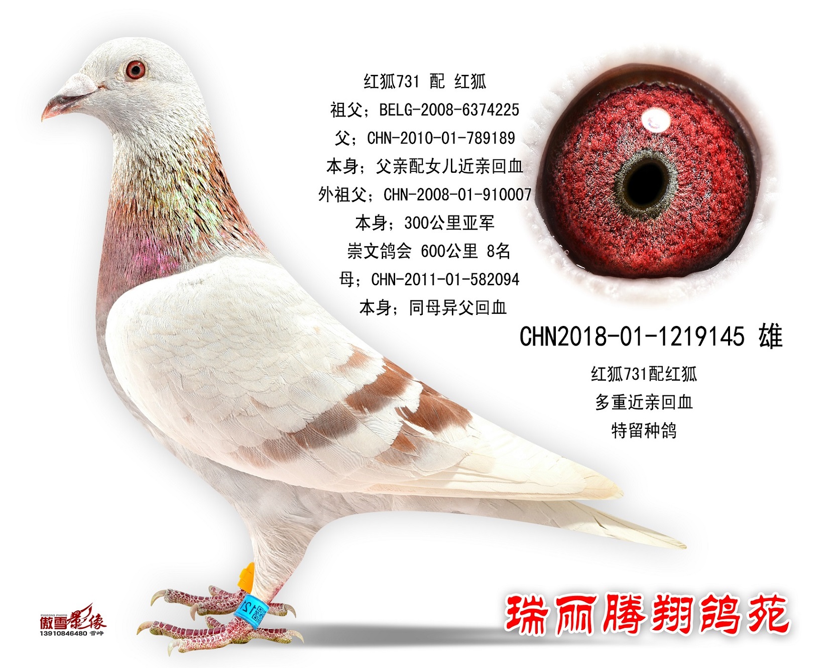 红狐731 配 红狐_瑞丽腾翔鸽苑_ ag188.com爱鸽商城_中信网