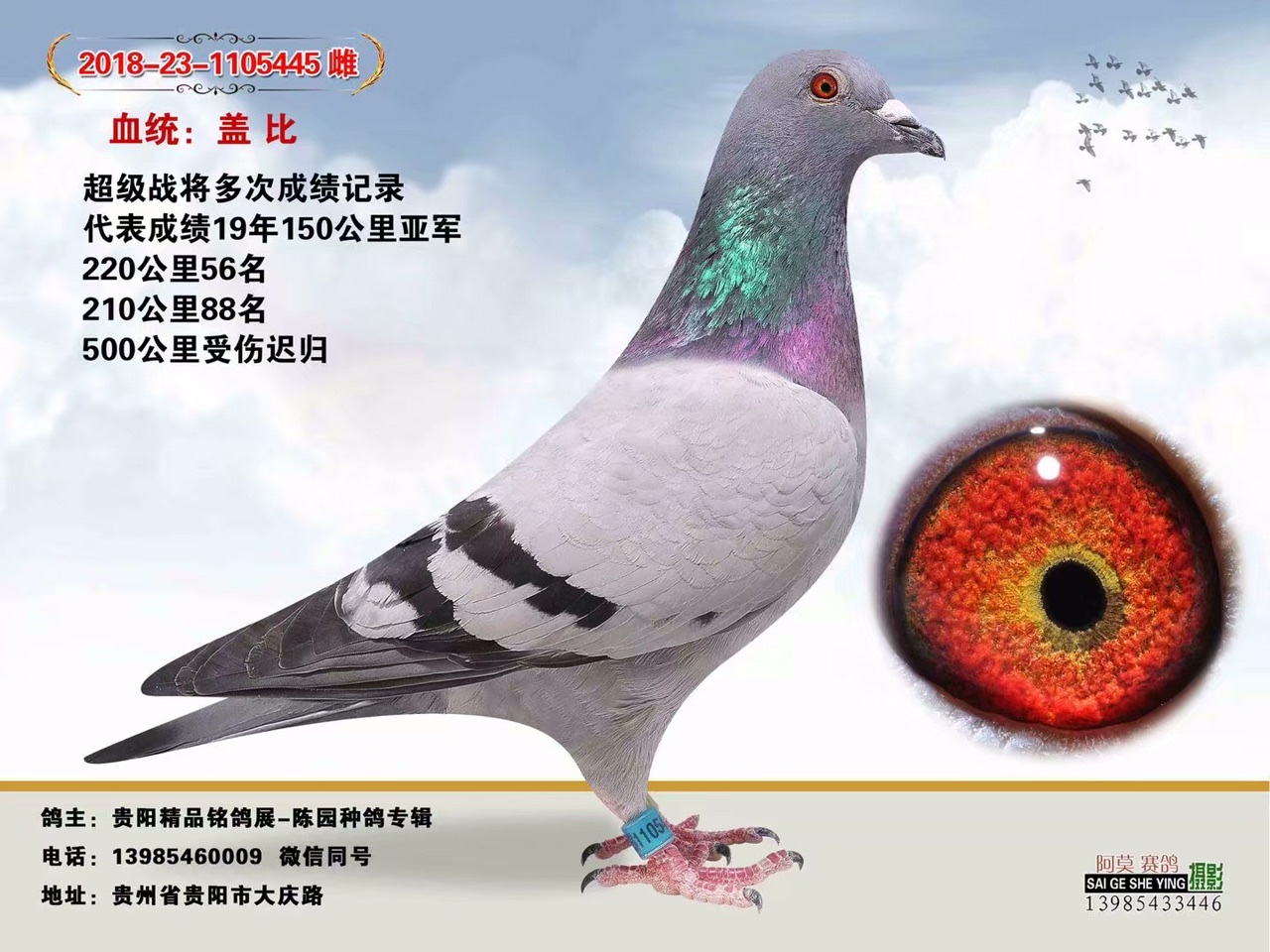 成绩鸽
