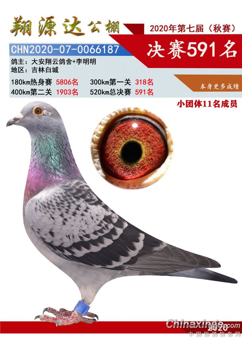 591名_大安翔云鸽舍_ ag188.com爱鸽商城_中国信鸽信息网