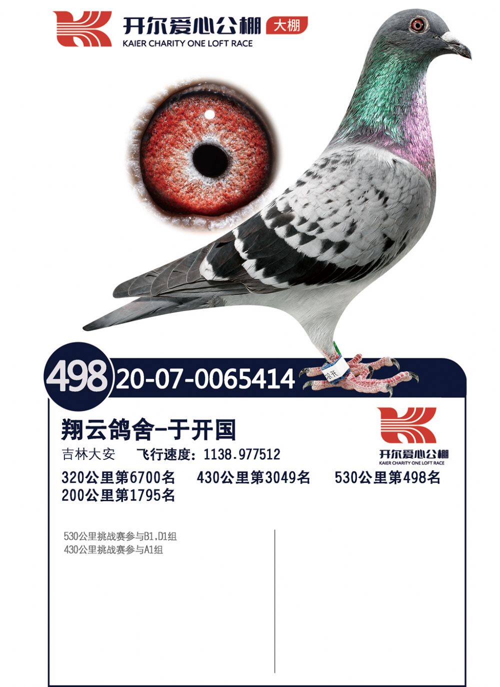 开尔498名_大安翔云鸽舍_ag188.com爱鸽商城_中国信鸽信息网