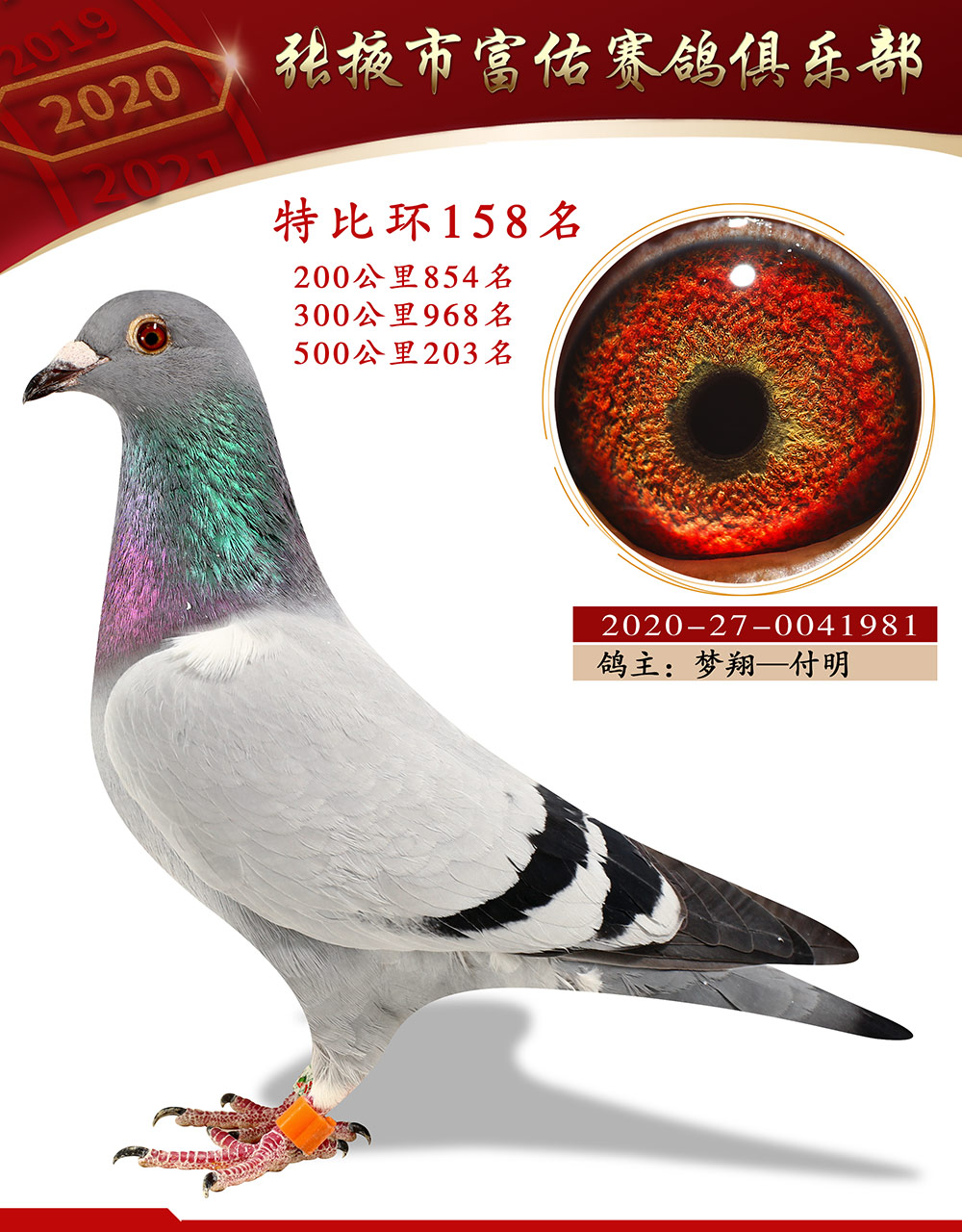 中国杯信鸽专用环2020图片
