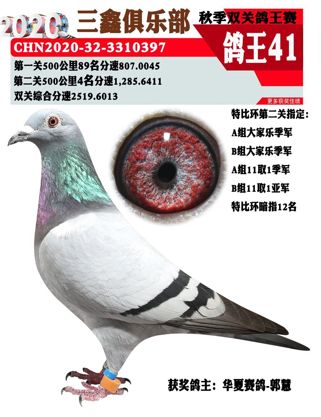 鸽王41利奥"杨"直孙女_华夏赛鸽铭血基地-中信网爱鸽商城