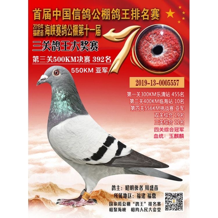 2019年福建海峡公棚四关鸽王冠军