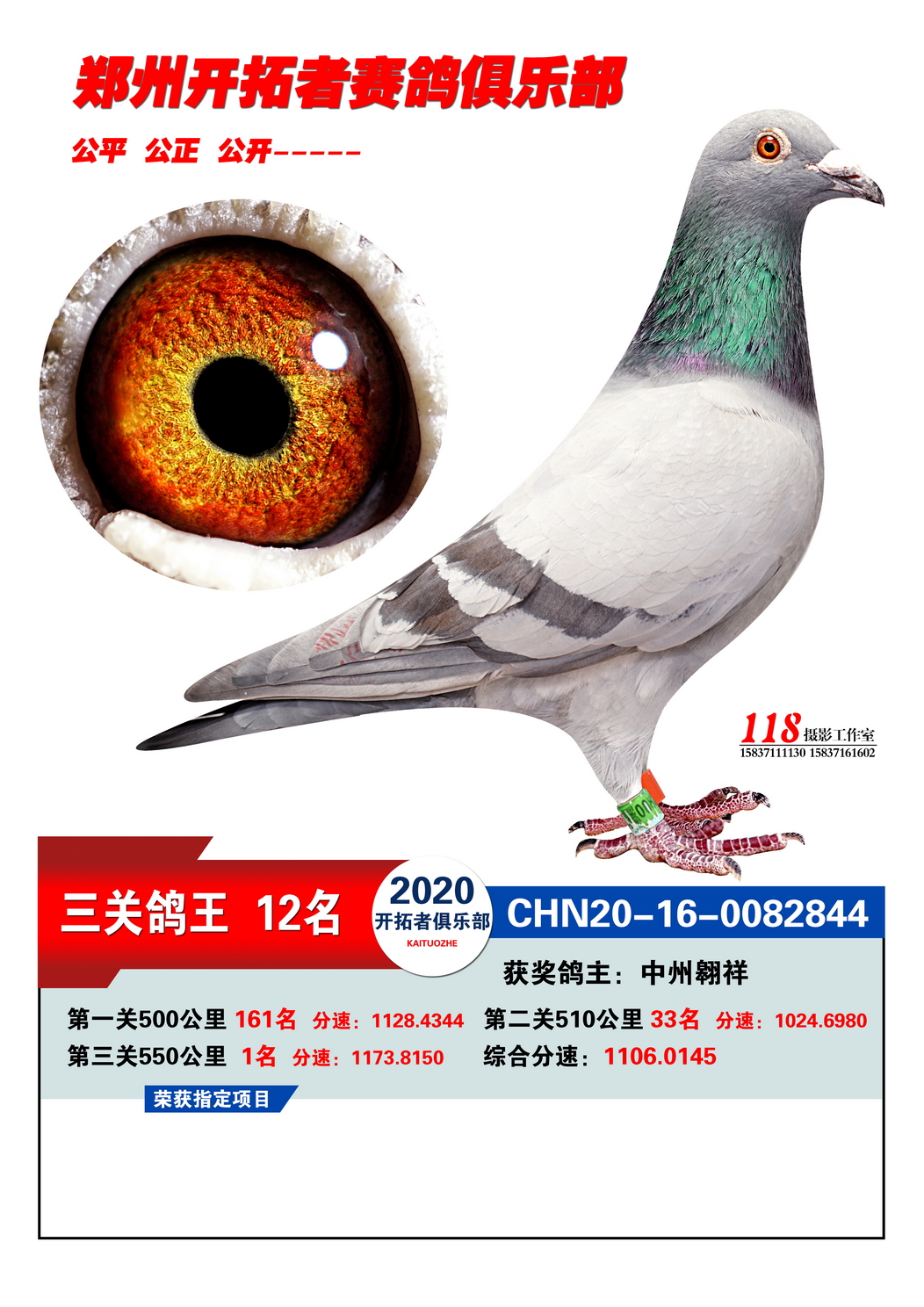 信鸽特征编 号:695579鸽 名:郑州开拓者鸽王12名羽 色:灰眼 砂:黄眼收