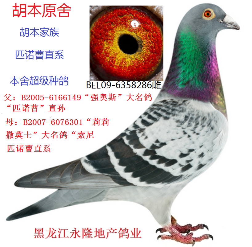 胡本原舍.匹诺曹直系