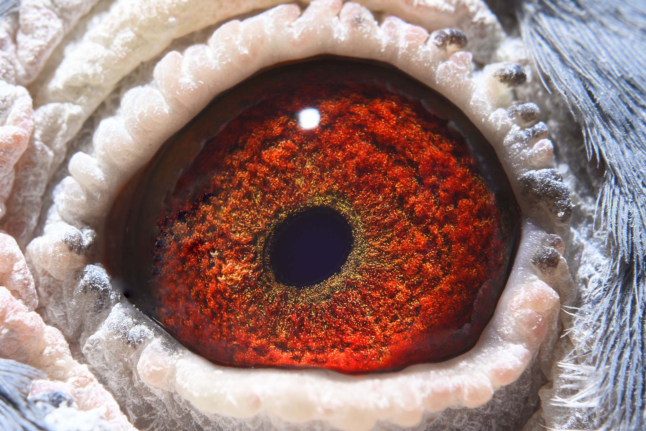 com爱鸽商城_中国信鸽信息网