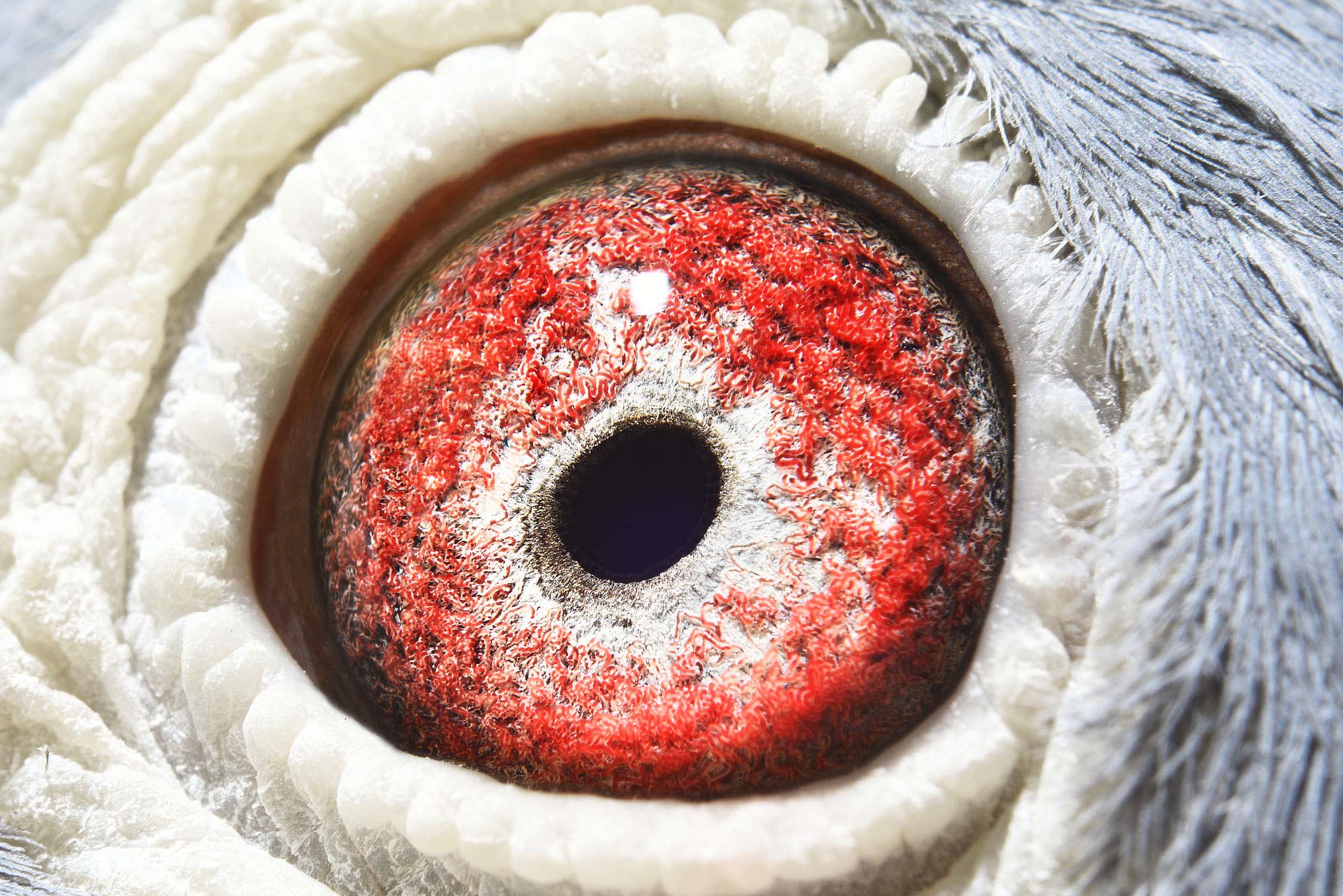 乳酪大名鸽240直孙