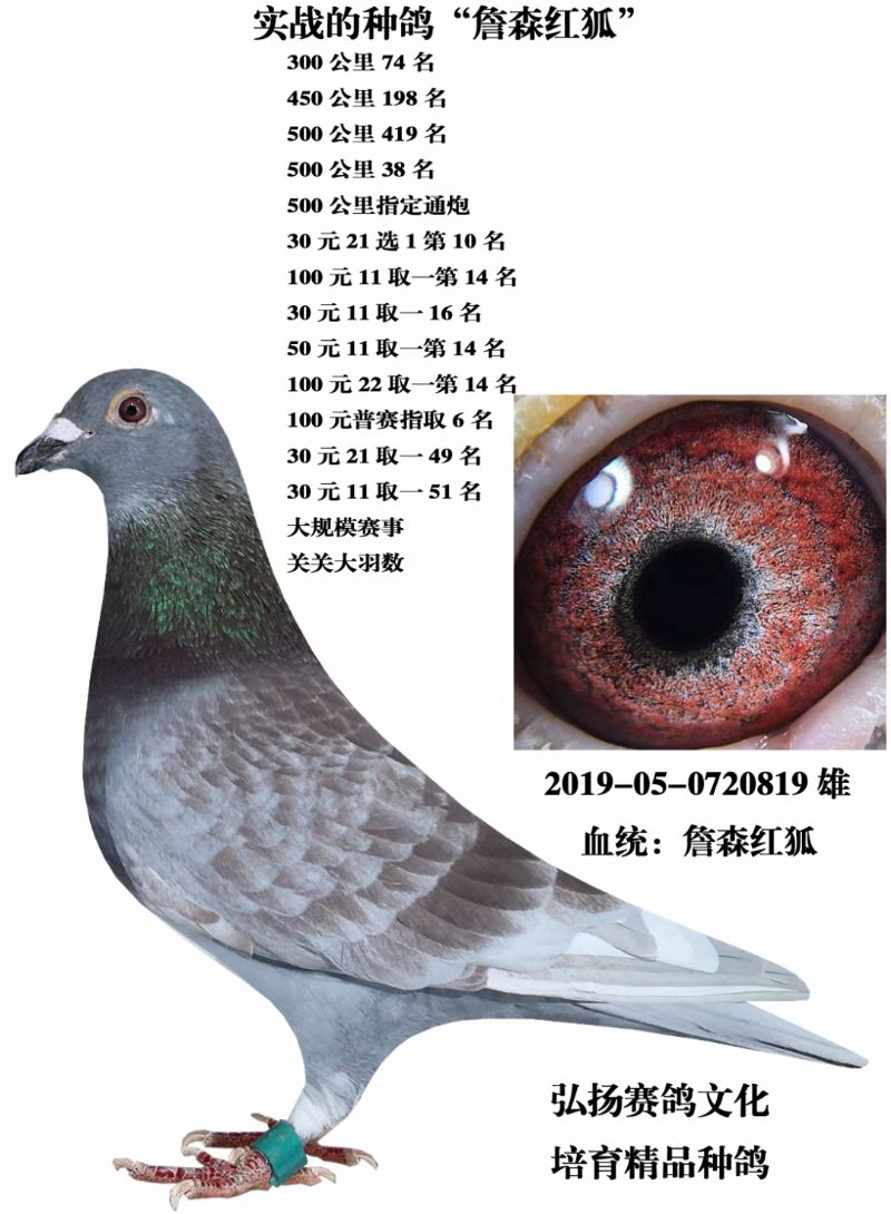 红狐