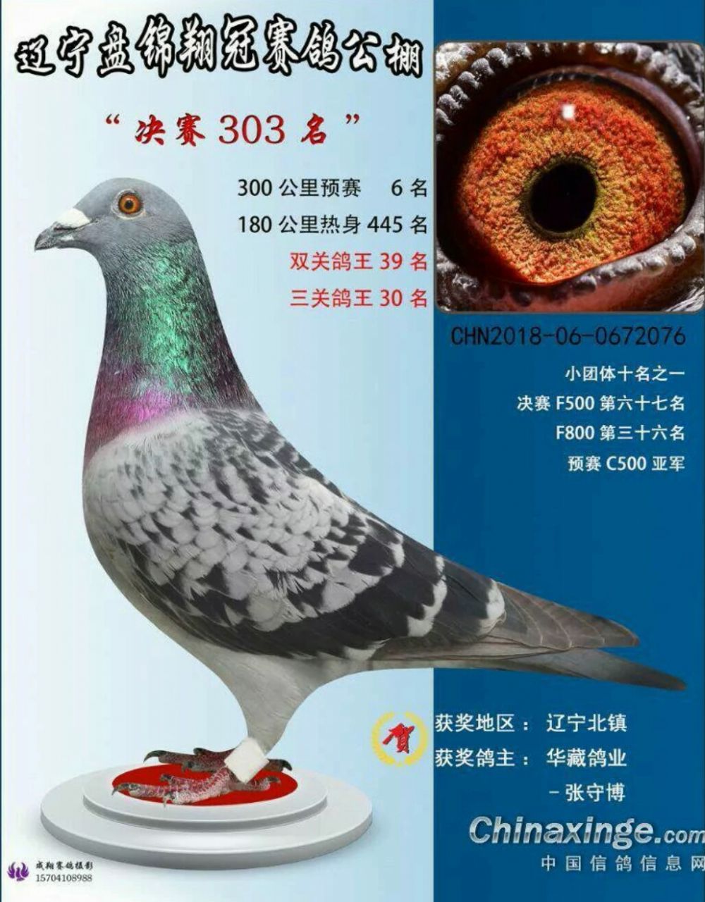 翔冠 预赛6名决赛303名-辽宁华藏鸽业-中信网爱鸽商城