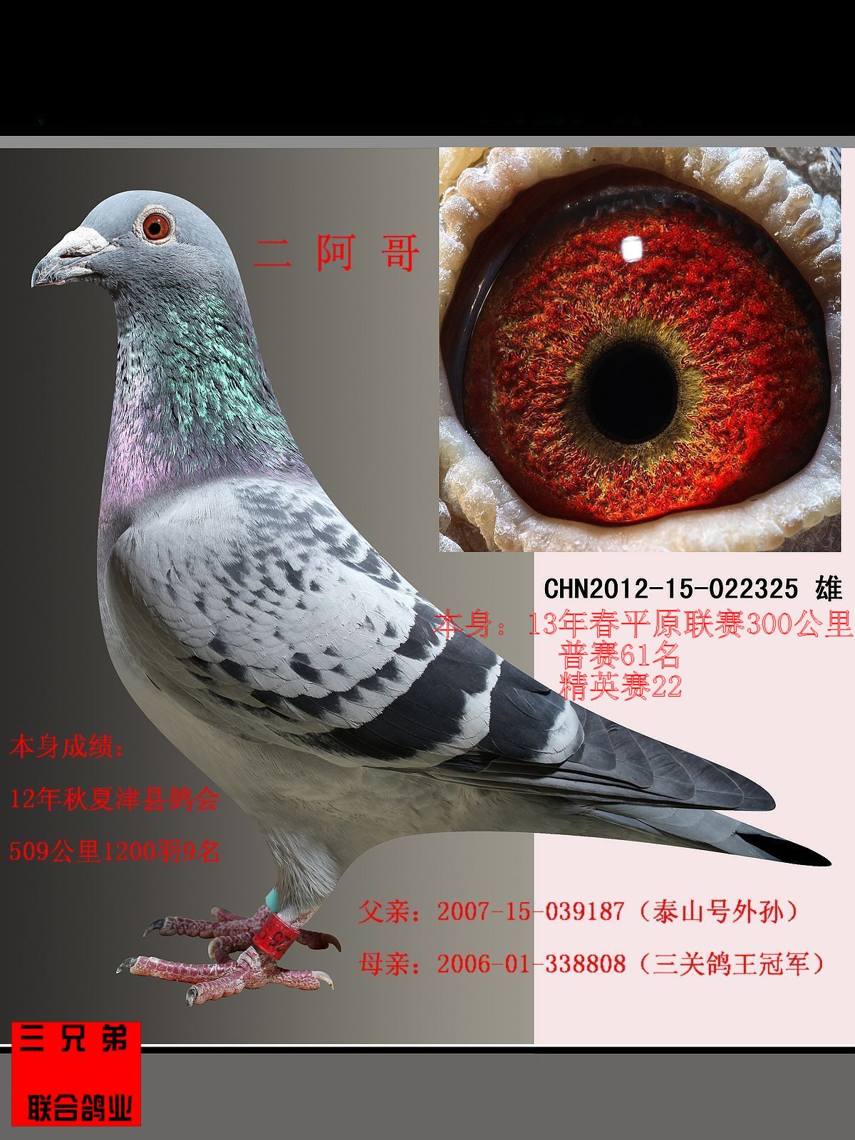 千公里精英14_a5金龙国际_ ag188.com爱鸽商城_中国信鸽信息网