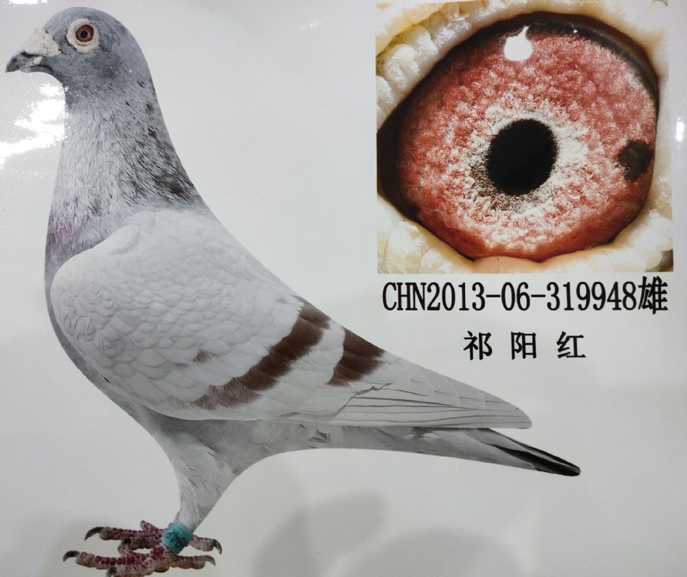 信鸽特征编 号:699138鸽 名:祁阳红羽 色:绛眼 砂:砂眼收 藏:点击收藏