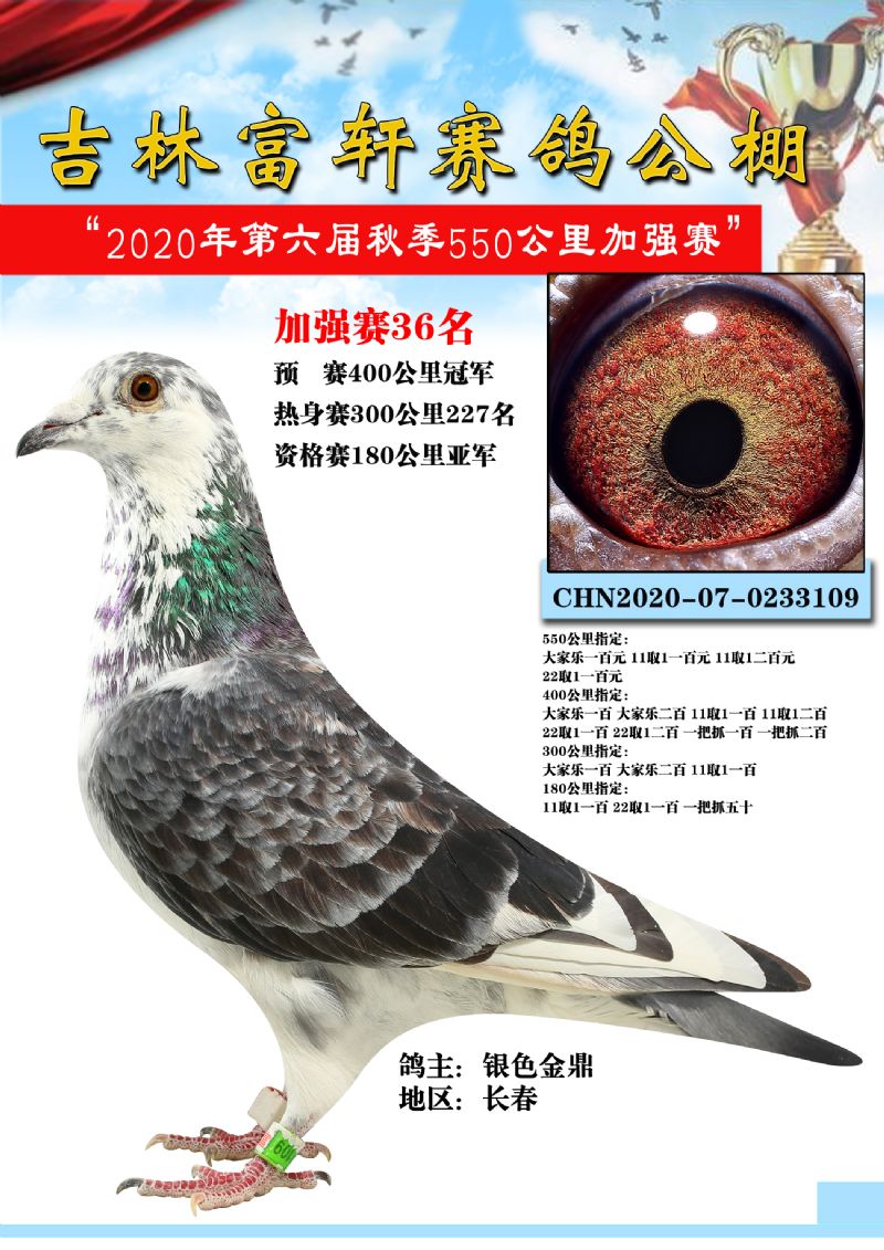 冠军-长春金鼎轩鸽舍-中信网爱鸽商城